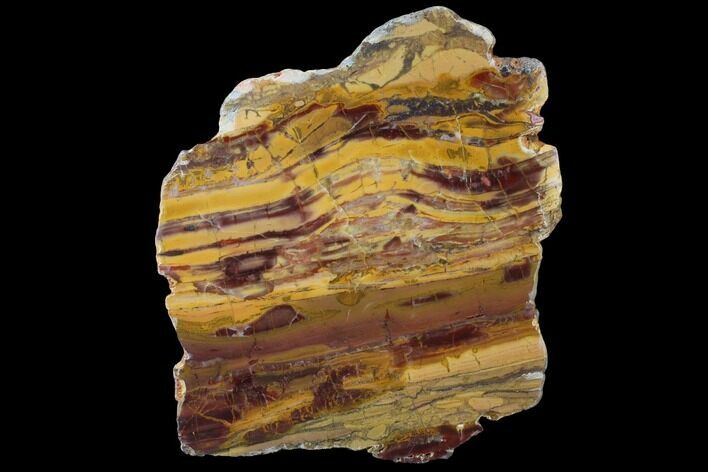 Polished, Chert-Replaced Domal Stromatolite Slab - Australia #132392